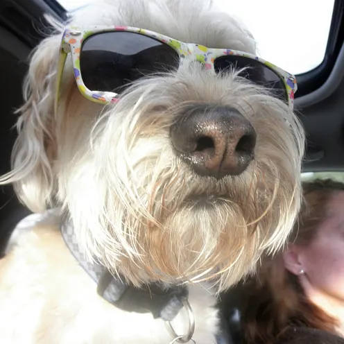 dog with glasses